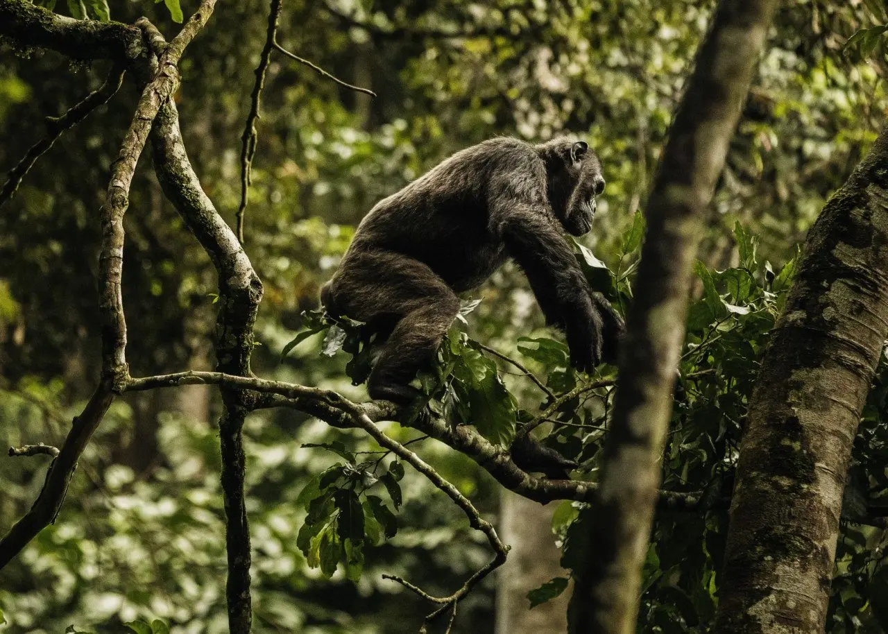 NH_OO_Activities_Chimpanzee_Trek_6571_MASTER