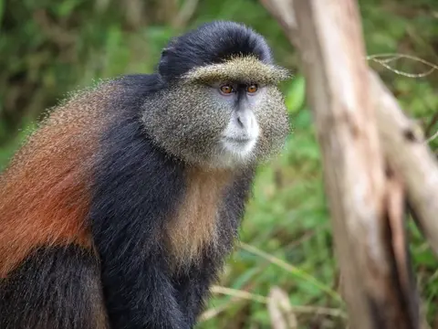 KopieULS-Primates-VNP6