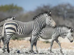 Ongava_small