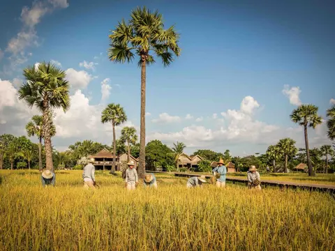 small_22.11.23.Zannier-Hotels-Phum-Baitang-Rice-Cultivation-15-©-Patricia-Parinejad-for-Zannier-Hotels
