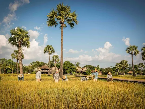 small_22.11.23.Zannier-Hotels-Phum-Baitang-Rice-Cultivation-15-©-Patricia-Parinejad-for-Zannier-Hotels