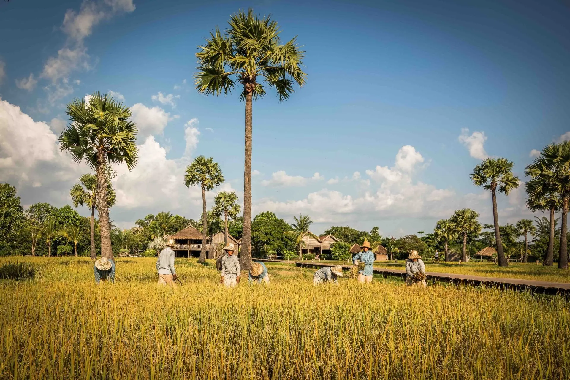 small_22.11.23.Zannier-Hotels-Phum-Baitang-Rice-Cultivation-15-©-Patricia-Parinejad-for-Zannier-Hotels