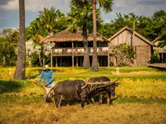 small_22.11.23.Zannier-Hotels-Phum-Baitang-Rice-Cultivation-2-©-Patricia-Parinejad-for-Zannier-Hotels