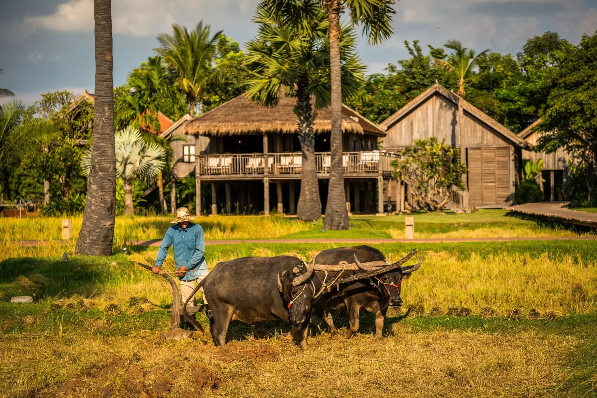 small_22.11.23.Zannier-Hotels-Phum-Baitang-Rice-Cultivation-2-©-Patricia-Parinejad-for-Zannier-Hotels