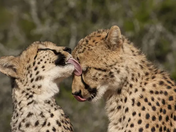 Wildlife-36_small