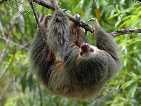 Kopie-Twotoed-Sloth
