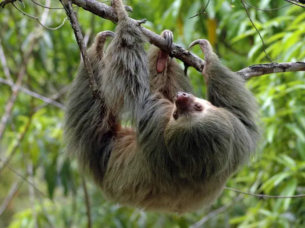 Kopie-Twotoed-Sloth