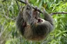 Kopie-Twotoed-Sloth