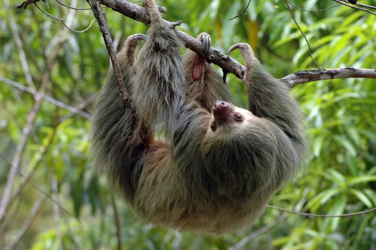 Kopie-Twotoed-Sloth