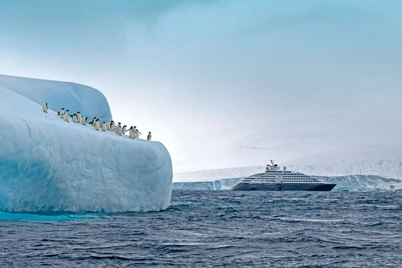 Kopie-Scenic-Eclipse-Antarctica-Adelie-penguins-Brown-Bluff-5-Roger-Pimenta