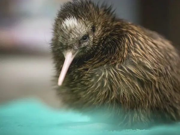 TNZ-Pukaha-National-Wildlife-Miles-Holden_18.7.23_small