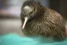 TNZ-Pukaha-National-Wildlife-Miles-Holden_18.7.23_small