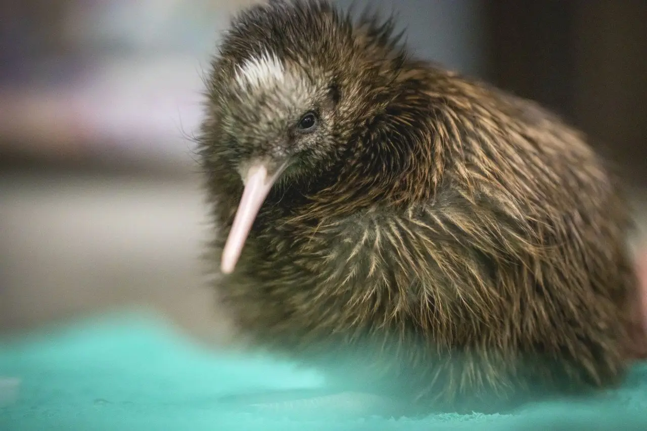 TNZ-Pukaha-National-Wildlife-Miles-Holden_18.7.23_small