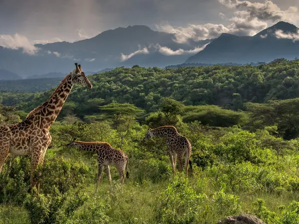 Giraffe-Sightings-from-Hatari-Lodge_small