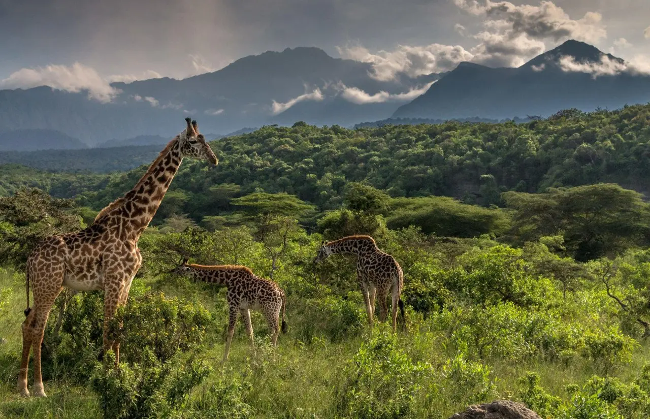 Giraffe-Sightings-from-Hatari-Lodge_small