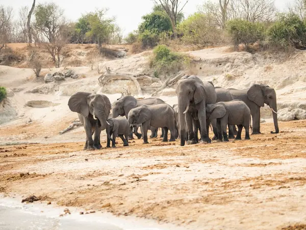 Chobe_small-1