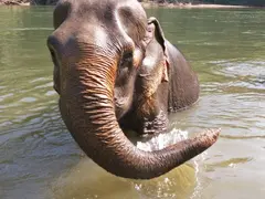 Elephant-Haven_4.10.23