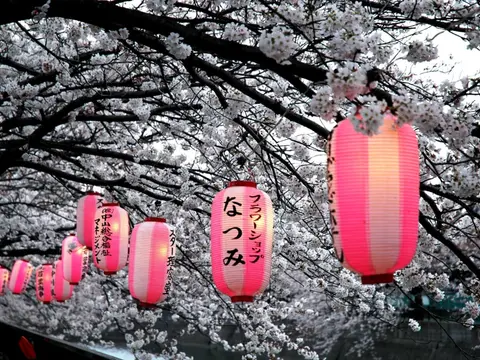 small_Japanese-lanterns-on-cheery-blossom-tree_Exo_21.7.23