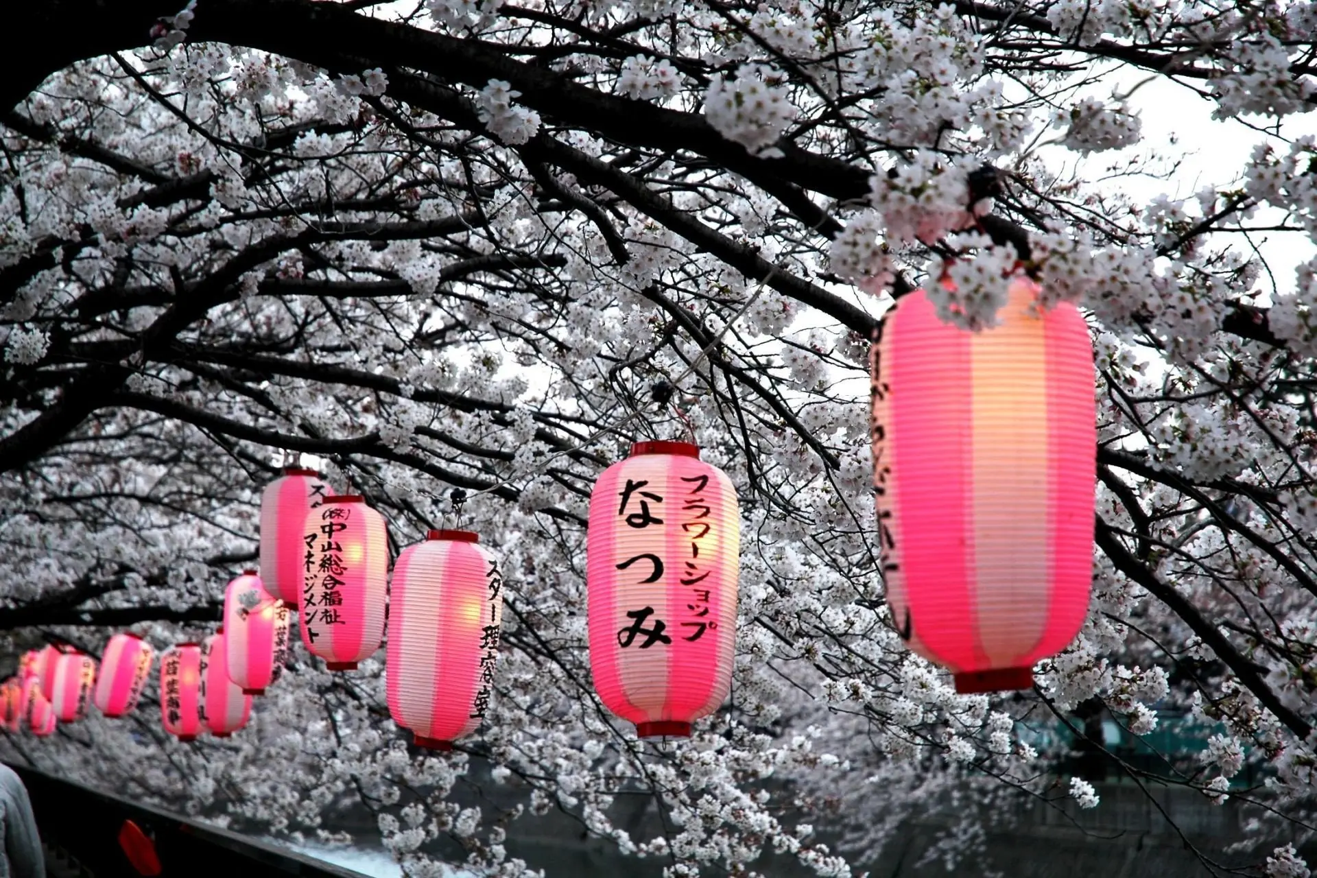 small_Japanese-lanterns-on-cheery-blossom-tree_Exo_21.7.23