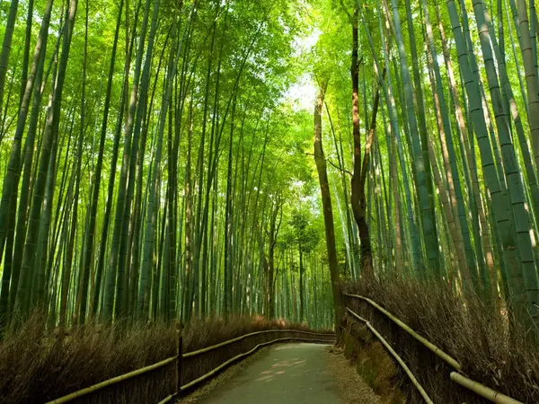 small_Bamboo-forest_Exo_21.7.23