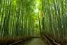 small_Bamboo-forest_Exo_21.7.23