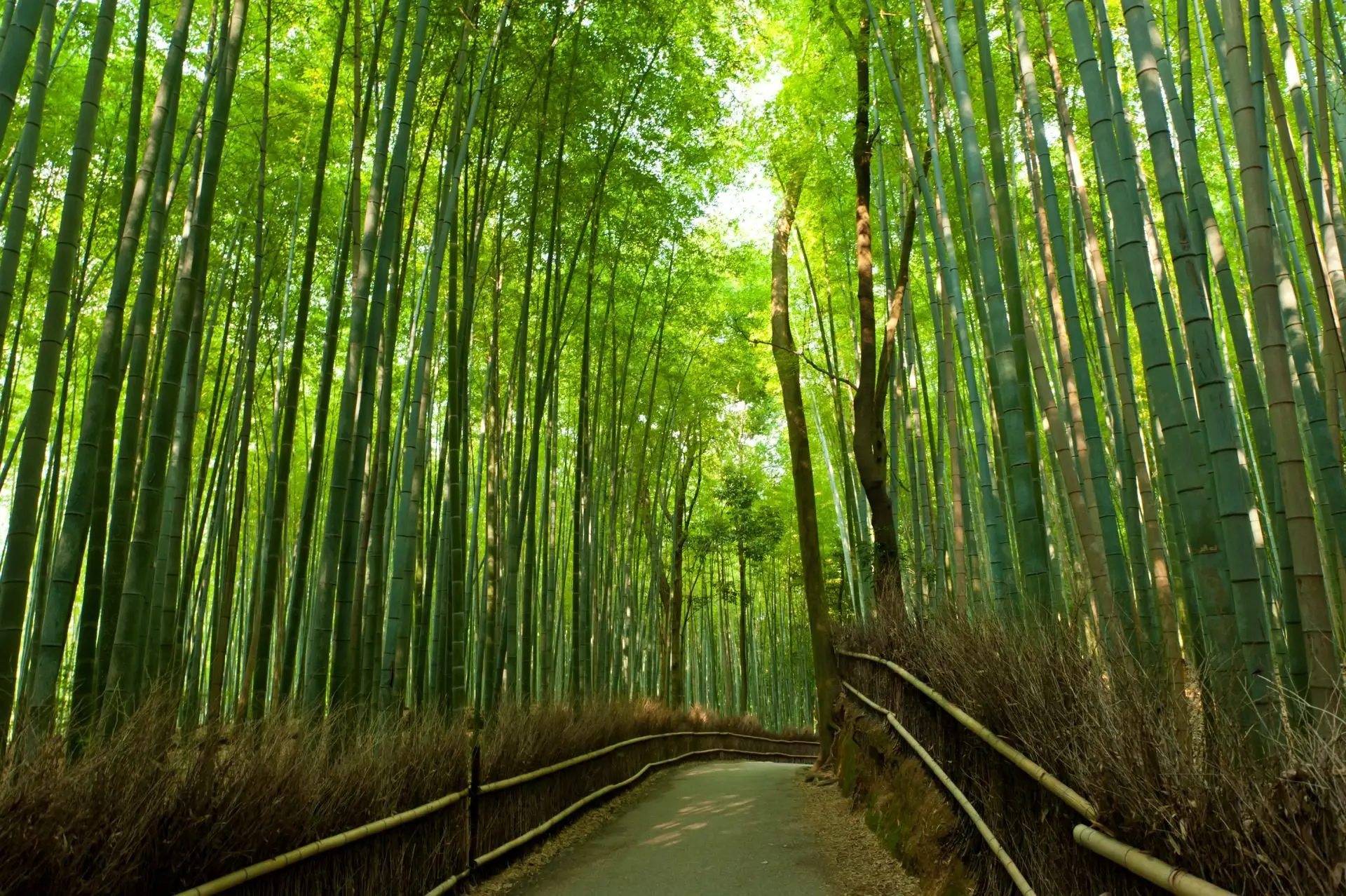 small_Bamboo-forest_Exo_21.7.23