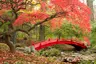 small_Japanese-red-bridge_Exo_21.7.23