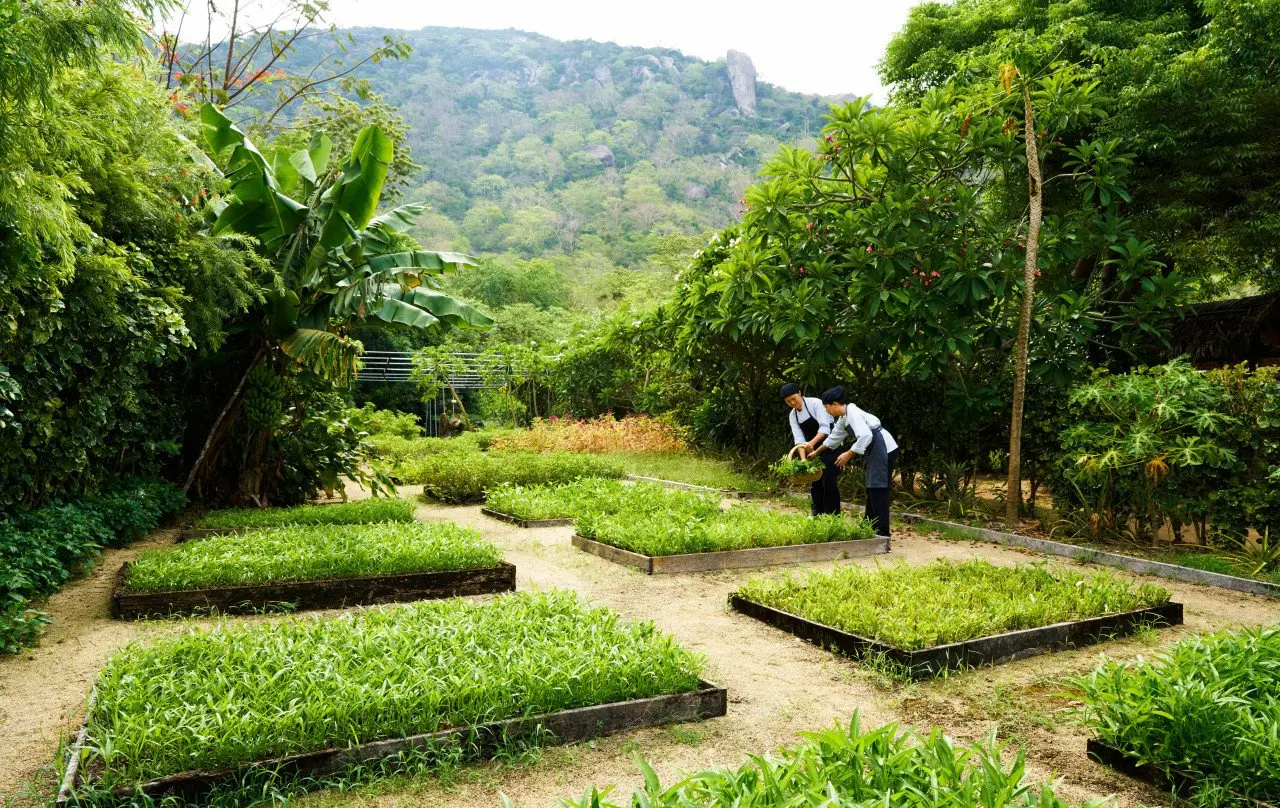 SSNVB-Organic-Garden(1)