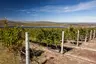 web-grootbos-experience-wine-tour-08