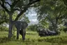 Singita Sabi Sand_Elephant on Gamedrive