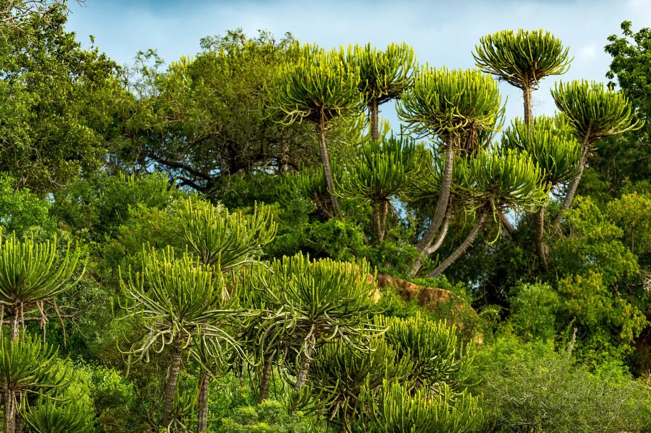 Singita Kruger National Park_Landscape_Ross Couper