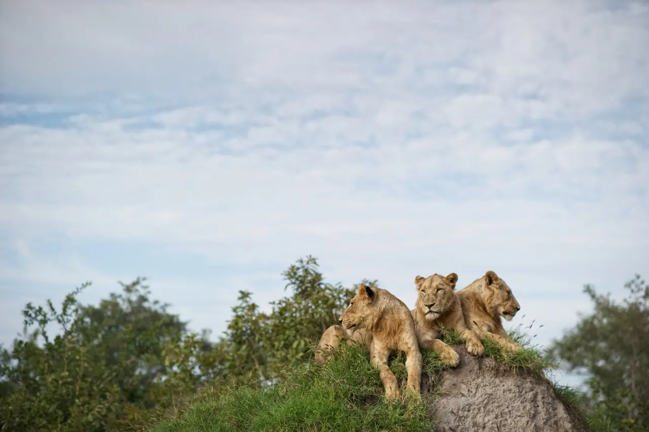 Singita Kruger National Park_Three Lions