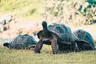 Tortoise_001