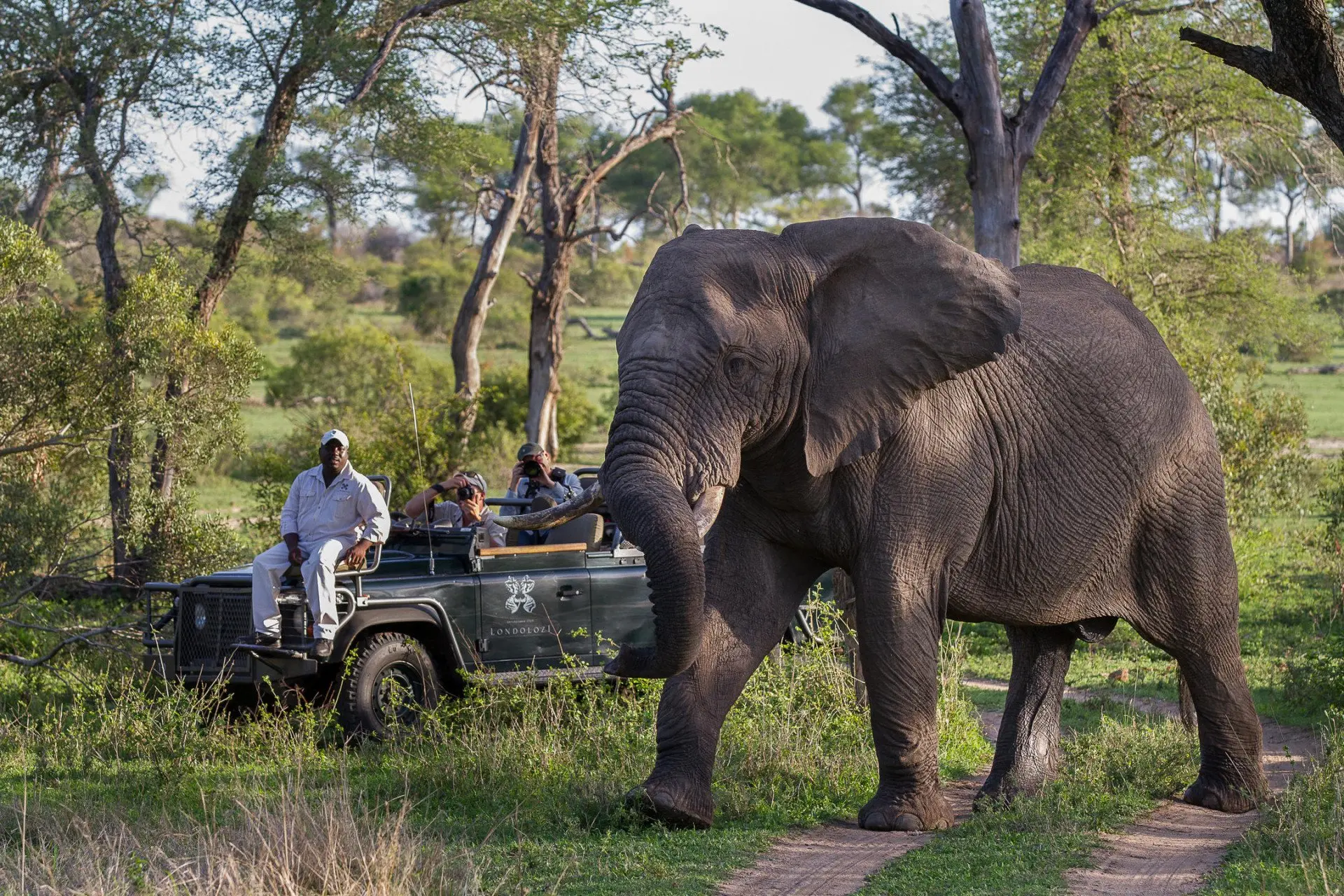 On Safari at Londolozi 