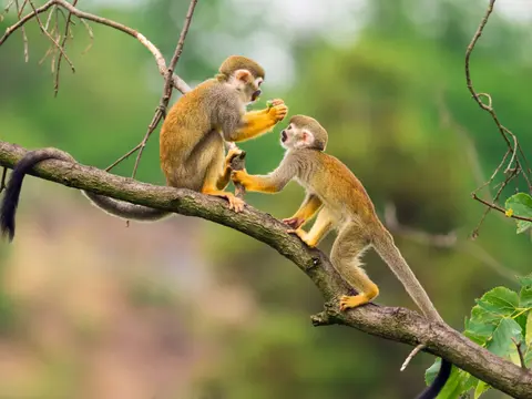 iStock-481257264