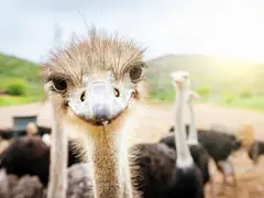 iStock-171376353