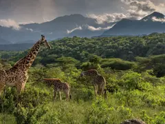 Giraffe Sightings from Hatari Lodge_small-LAPTOP-ASKVOHDB