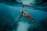 sea_turtle_swimming_underwater_lagoon_2