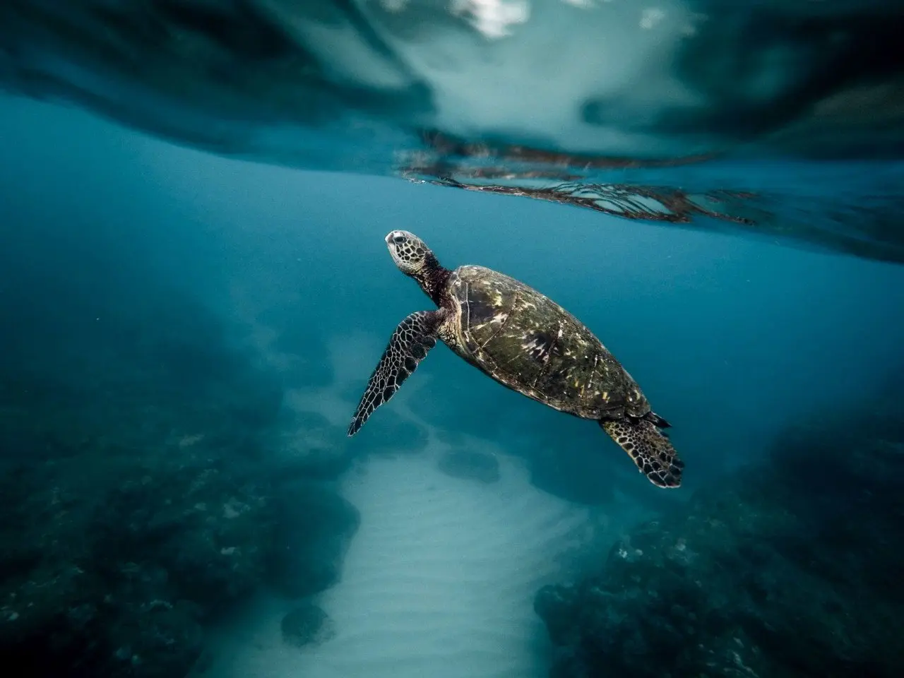 sea_turtle_swimming_underwater_lagoon_2