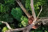 The Datai Langkawi - Canopy Walk (EM) 2