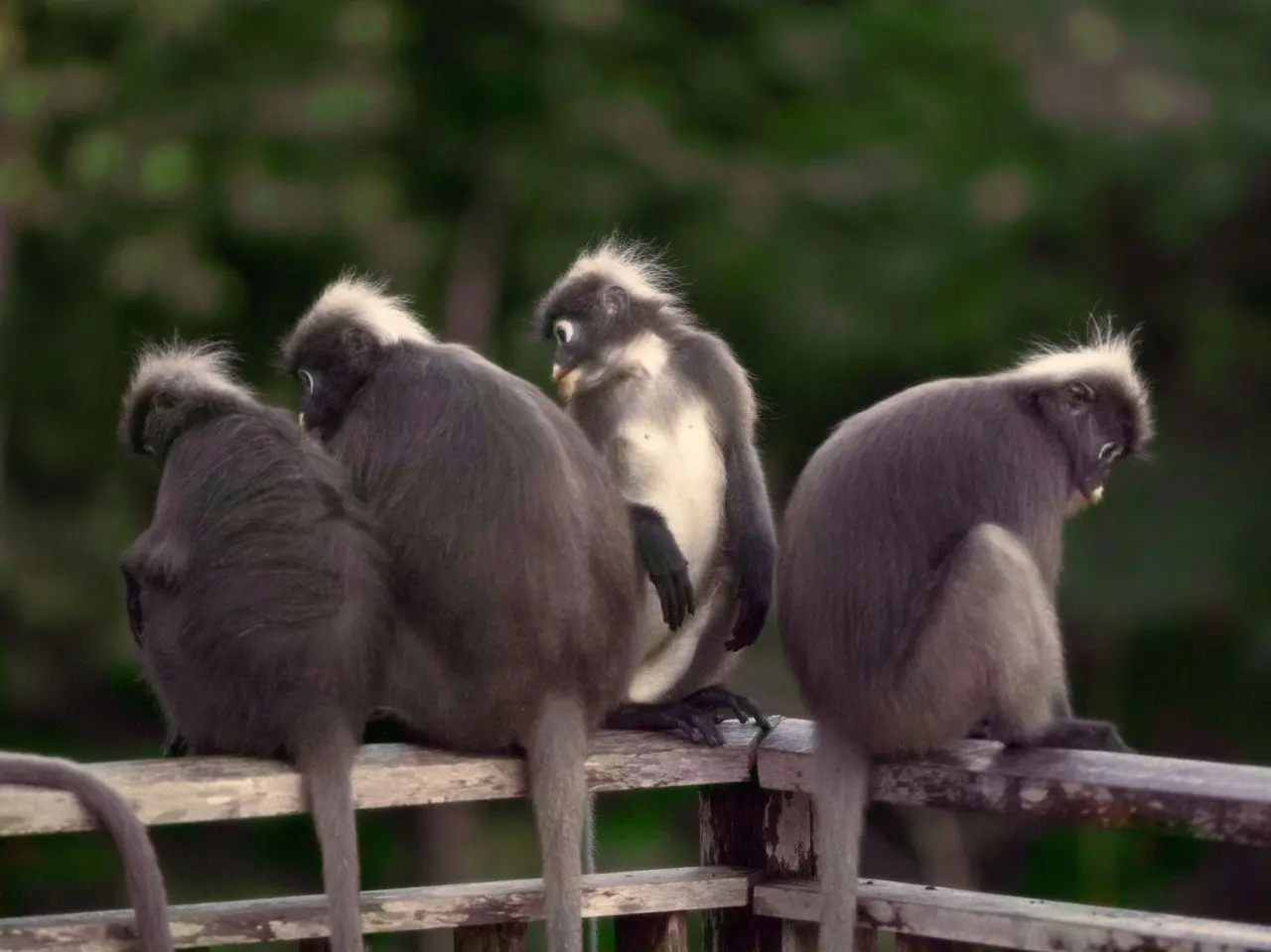 The Datai Langkawi - Dusky Langur (group)