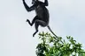 The Datai Langkawi - Dusky Langur (EM) 1