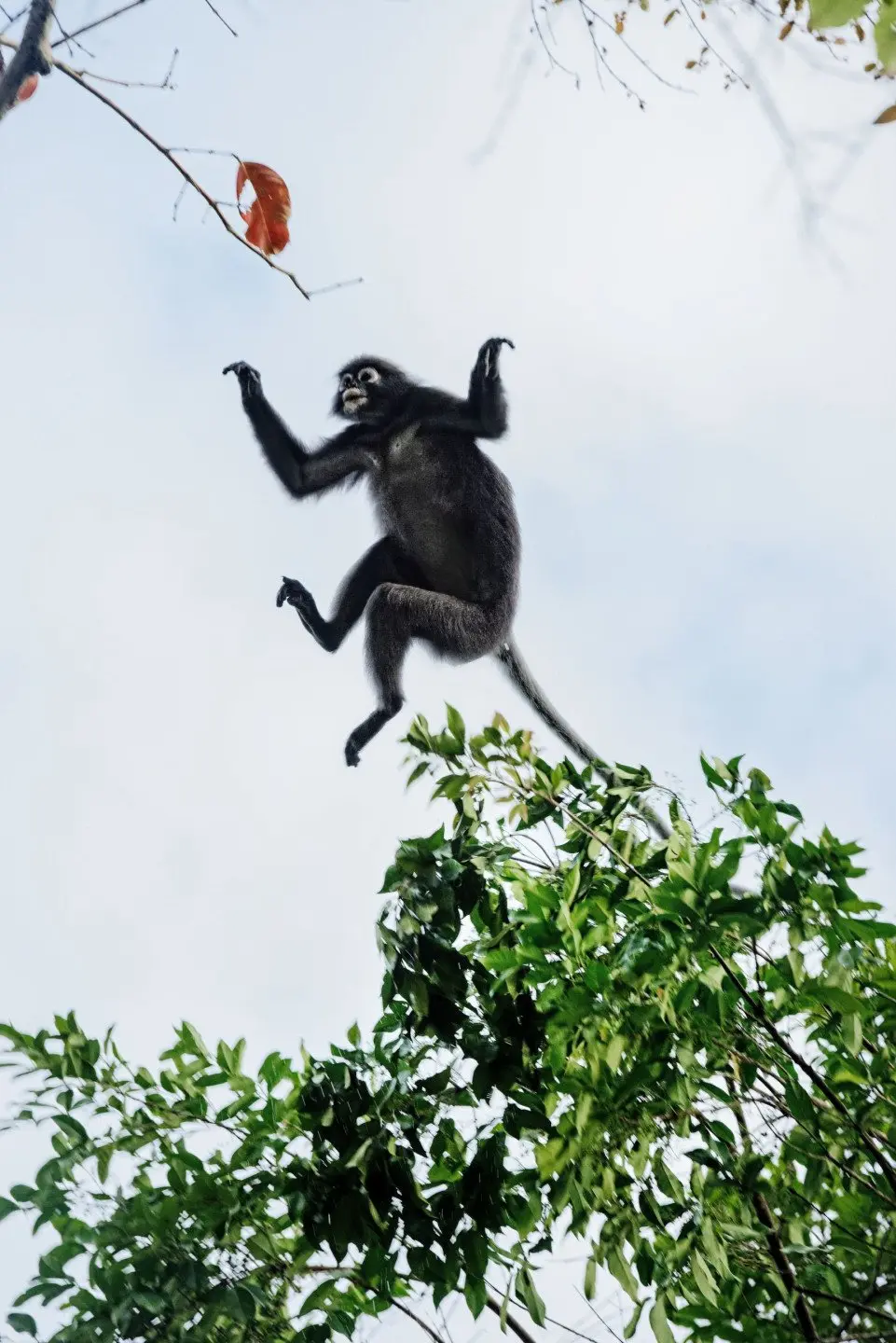 The Datai Langkawi - Dusky Langur (EM) 1