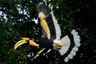 The Datai Langkawi - Great Hornbill at The Datai Langkawi (EM)