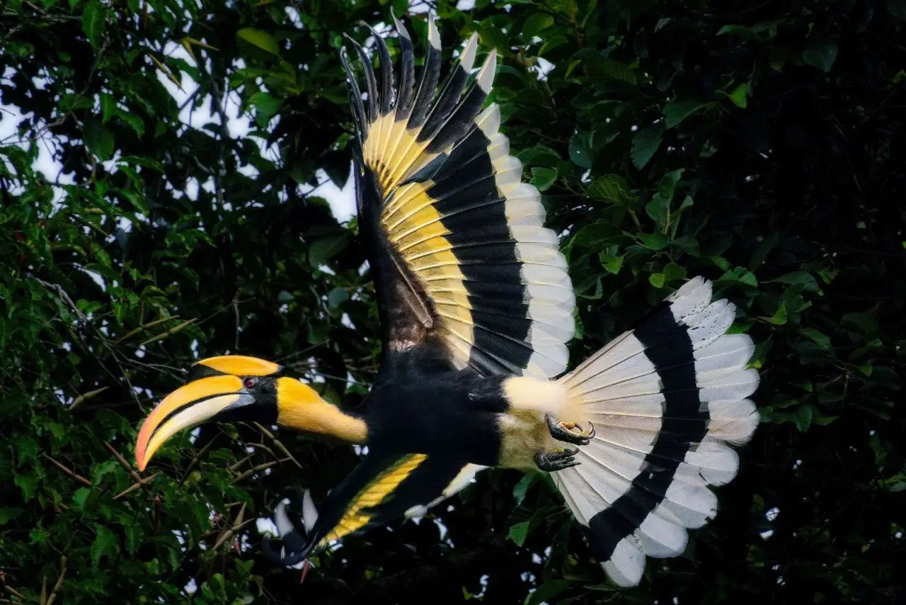 The Datai Langkawi - Great Hornbill at The Datai Langkawi (EM)