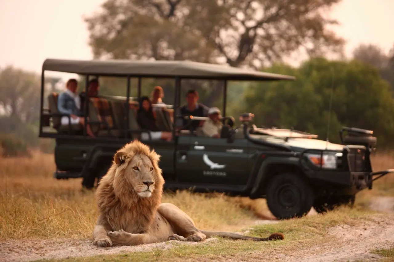 Botswana-Sandibe-Experience-Game-Drive-lion-and-vehicle