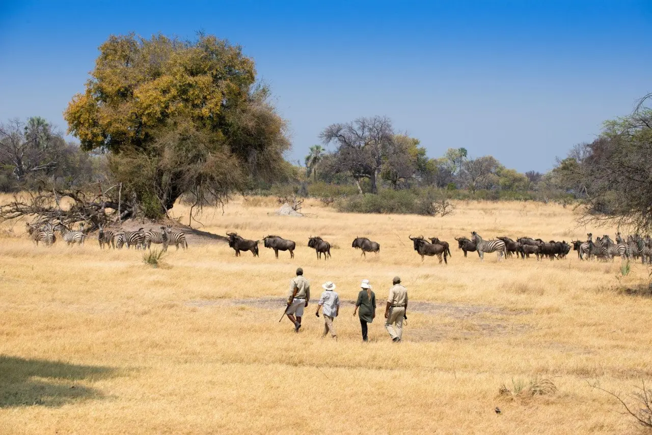 Botswana-Sandibe-Experience-Walking-Safari-zebras-and-wildebeest