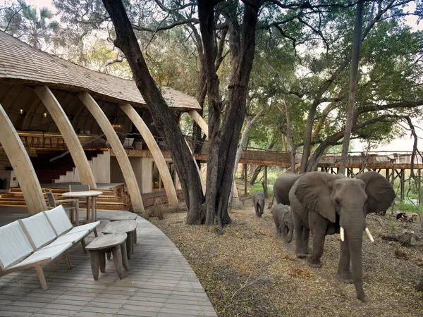 Botswana-Sandibe-Guest-Area-deck-and-elephants