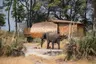 Botswana-Sandibe-Suite-exterior-elephant