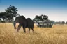 Botswana-Xaranna-Experience-Game-Drive-with-single-elephant